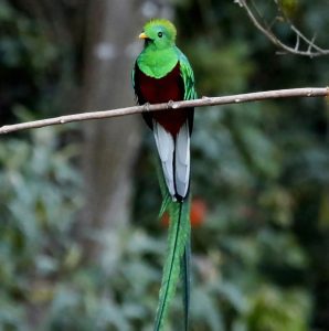 bird watching tours in costa rica