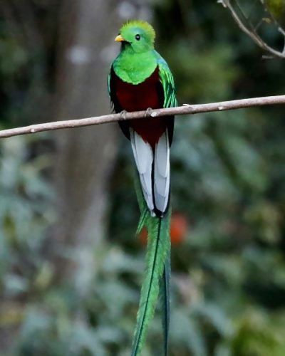 quetzal dirchy 3