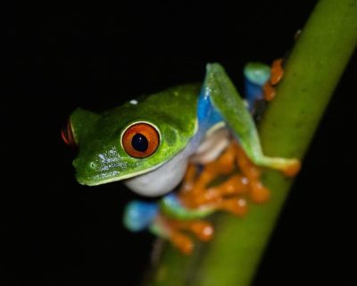 red eyed tree frog yu ming