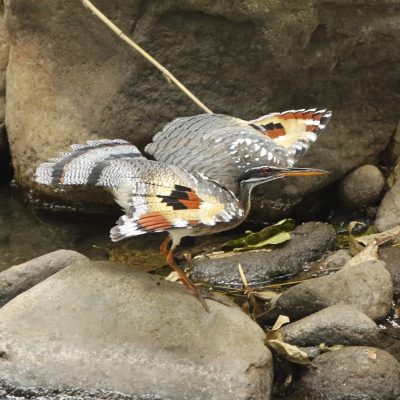 sunbittern arreglada