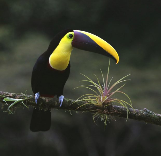 yellow thr toucan editado